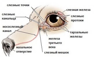 В мозгах у тебя gnoi. Страшно подумать, в каком состоянии твои собаки.