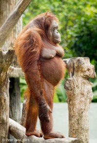 Заинтриговал, шалун