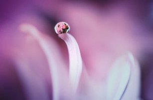 Автор, попробуйте макро кольца, тогда сможете приблизить линзу к объекту съёмки. Вот что у меня получалось с макро кольцами.