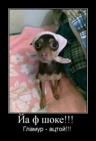 Когда у пса есть имиджмейкер