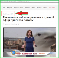 В Канаде чайка прервала прогноз погоды