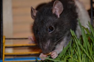 Жутко покоробило Ваше "Пы.Сы.  ... если чего" (если ЧТО - по русски), но во всём остальном Вы правы. 
Держали с женой крысок. Девочек. Сначала купили одну, через месяц докупили вторую, уже с рук, а не из магазина. Спустя 3 года, когда первая умерла, взяли третью. 
Замечательные животные. Умные, ласковые, спокойные и не вонючие. Жаль, что живут так мало. (