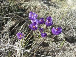 Для этого есть контактик. Зачем этим замусоривать ленту массового сайта? У меня даже дешевый цифровик лучше в режиме макро снимает: