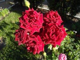 Для этого есть контактик. Зачем этим замусоривать ленту массового сайта? У меня даже дешевый цифровик лучше в режиме макро снимает: