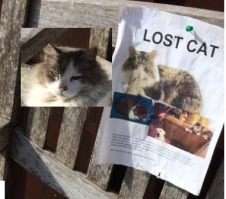 да уж "одна морда"