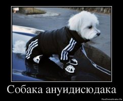 Когда у пса есть имиджмейкер