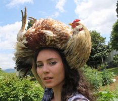 Слава курицам! Несушкам слава!