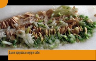 18 впечатляющих фотографий проросших фруктов, ягод и овощей