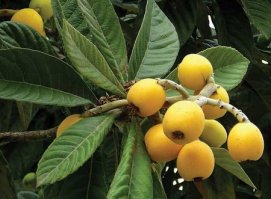 Э-э, а сочинскую мушмулу кушаль?