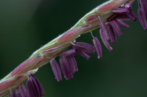 Предлагаю угадать это экзотическое растение ;)