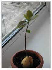 картинка из инета.
Прорастали очень долго,уже думала выкинуть.