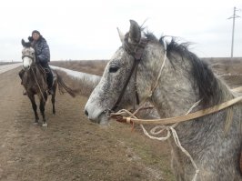 На одном из проектов на протяжении полугода приводилось работать с лошадьми. На фото - знаменитая тройка из заставки новостей одного из федеральных каналов. Самые покладистые лошадки были в Москве и Пензе, самые игривые в Уфе, а в Калмыкии были такиииие пушистые коняшки. Ещё там мы устроили съемку с табуном диких лошадей - это оооочень красиво!  Увы, многие другие конюшни были на грани разрухи, кормить нечем, постройки едва держатся