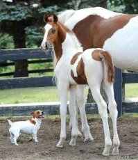 Пасутся кони на лугу, красивые, как в сказке