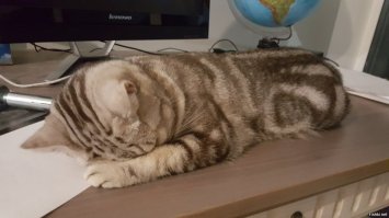 Кот устал таскать лампы....