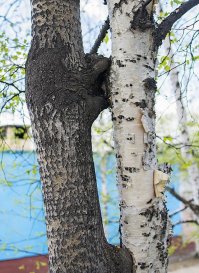 10 потрясающих деревьев с невероятной волей к жизни