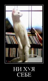 Эталонная курица на встречной полосе, совсем без мозгов!