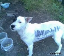 Одного собакена спасли. А сколько уже съедено...