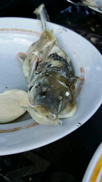 Сильная попытка, крымские отельеры, но... КАКОЙ ЖЕ <span style='color:gray'>[мат]</span>!!!..))))
  Дядя Миша паспорта у вас отобрал?.. Какого хера было не найти другое место!?.. Там этих вариантов ПОЛНО!!!..
   Какая на хрен, "чурчхелла-кукуруза" на пляже???.. Там этого ВООБЩЕ нет!!! (Даже, ей-Богу, порой жалели, что ничего не носят).

   Пляжи, практически ПУСТЫЕ (август 2016-го), хотя на российском побережье, реально, негде яблоку упасть было. Равно, как и на улицах и дорогах, каждый посёлок - глухая пробка.
  О какой желудочно-кишечной "акклиматизации" речь - вообще, не вкурил.
   О людях, зарисовки навскидку:
   Девочки из салона сотовой связи. Обзвонили кучу народу, чтобы помочь нам найти нужное место. Так же, предоставили свой телефон, чтобы мы позвонили в Эстонию для довольно долгого разговора.
   Пасечники, на чьей пасеке мы ночевали в палатке (да-да, несколько раз мы ночевали в палатке в той самой стране головорезов). Накормили ужином и не отпустили утром, пока мы не поедим ухи из усачей. Мужик сгонял на рыбалку и сварил, пока мы ещё спали.
   Другой пасечник (просто, по дороге останавливались купить мёда да поболтать). Устроил обзвон местных на тему "Ребята у вас были?.. Обратно поехали?.. Что-то ещё не проезжали - не случилось ли чего...". В итоге, на обратном пути мы с ним засиделись часов до двух ночи.
   Проще говоря, <span style='color:gray'>[мат]</span> в каждом предложении поста! По всем пунктам!
   Мерзко...