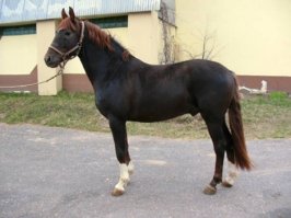 "Караковая - голова, туловище и конечности - бурые, а грива и хвост - темно-бурые с примесью черных волос."
Не вполне верное описание. Бурая - это отдельная масть. Караковые - почти вороные, но около ноздрей, подвздошины, пах имеют "подпалости" - рыжевато-коричневые осветления. Летом могут выгорать до темно-гнедого оттенка, но характерные подпалости остаются.
А бурые, можно сказать - шоколадные. Грива и хвост от темно-коричневого до светло-коричневого. Если грива и хвост совсем светлые - это уже игреневая масть.