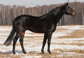 "Караковая - голова, туловище и конечности - бурые, а грива и хвост - темно-бурые с примесью черных волос."
Не вполне верное описание. Бурая - это отдельная масть. Караковые - почти вороные, но около ноздрей, подвздошины, пах имеют "подпалости" - рыжевато-коричневые осветления. Летом могут выгорать до темно-гнедого оттенка, но характерные подпалости остаются.
А бурые, можно сказать - шоколадные. Грива и хвост от темно-коричневого до светло-коричневого. Если грива и хвост совсем светлые - это уже игреневая масть.