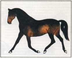 "Караковая - голова, туловище и конечности - бурые, а грива и хвост - темно-бурые с примесью черных волос."
Не вполне верное описание. Бурая - это отдельная масть. Караковые - почти вороные, но около ноздрей, подвздошины, пах имеют "подпалости" - рыжевато-коричневые осветления. Летом могут выгорать до темно-гнедого оттенка, но характерные подпалости остаются.
А бурые, можно сказать - шоколадные. Грива и хвост от темно-коричневого до светло-коричневого. Если грива и хвост совсем светлые - это уже игреневая масть.