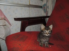 А вот мои Маленькие Арбуз, Тима и Пуся Ну и сейчас, 2, года спустя