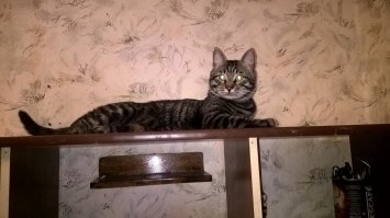 А вот мои Маленькие Арбуз, Тима и Пуся Ну и сейчас, 2, года спустя