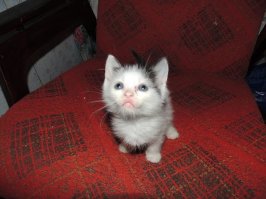 А вот мои Маленькие Арбуз, Тима и Пуся Ну и сейчас, 2, года спустя