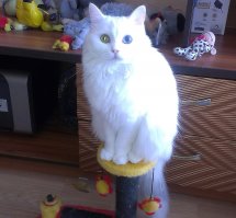 Когда я был котёнком: коты воссоздают свои детские фото