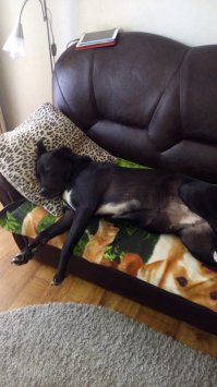 А некоторые собаки, спят как их хозяева.