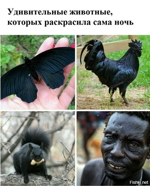 Помоему белка пришла к дядьке!?