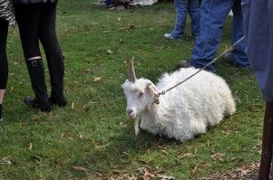 Эта порода к лошадям не имеет никакого отношения.
Взгляните на канонiческое описание: малнький рост, парнокопытные, козлиная бородка...
Козёл и есть! Тем более, что попадаются они не только в сказках и легендах,
но и живьём!