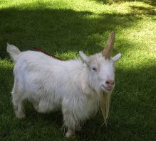 Эта порода к лошадям не имеет никакого отношения.
Взгляните на канонiческое описание: малнький рост, парнокопытные, козлиная бородка...
Козёл и есть! Тем более, что попадаются они не только в сказках и легендах,
но и живьём!