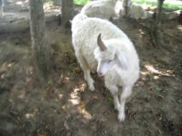 Эта порода к лошадям не имеет никакого отношения.
Взгляните на канонiческое описание: малнький рост, парнокопытные, козлиная бородка...
Козёл и есть! Тем более, что попадаются они не только в сказках и легендах,
но и живьём!