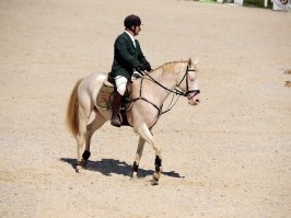 Пасутся кони на лугу, красивые, как в сказке