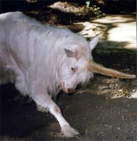 Эта порода к лошадям не имеет никакого отношения.
Взгляните на канонiческое описание: малнький рост, парнокопытные, козлиная бородка...
Козёл и есть! Тем более, что попадаются они не только в сказках и легендах,
но и живьём!