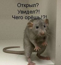 Крыса совершает невероятный прыжок. Удивительные факты о крысах