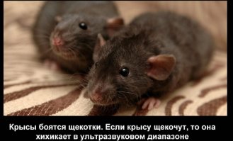 Зато щекотальщики сделали такое открытие :