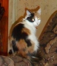 как, КАК??? рука поднялась, такую красоту выкинуть в морозы умирать??? сцук, чтоб вы сами голой *опой примёрзли ко льду на трассе и умерли там, кто так делает!!!
*(сама кошку мелкую домой с 30-градусного мороза домой притащила, вон, 8 лет уже как хозяйствует у меня в доме)