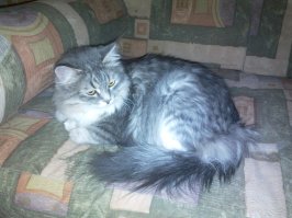 думаете, что подобное поведение присуще только людям?

у меня кошко стала неожиданно для всех хромать, после того, как я ей сделал внушение по поводу лужи (кошко не пострадала). естественно, ее обследовали, но!

хромала пару дней старательно, однако было замечено, что если котэ думает, что на нее не смотрят, то ходила нормально.

вырубило то, как она пришла на кухню, встав в дверях, глядя жалостливым взглядом, артистично подняла правую переднюю лапу (которая  повреждена ), ни дать, не взять, умирающий гамлет, и выдала  мяуу  соответствующее образу. честно говоря, я офигел от такого таланта O_o

вот она, артистка