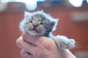 от рождения и до года вот как-то так :)