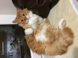 Когда я был котёнком: коты воссоздают свои детские фото