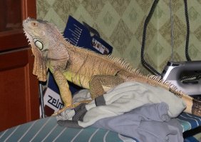 А где его держать?  Нам его отдали потому что выкидывали. Сбежал он на даче, а дома ведёт себя прилично, карнизы любит. А без террариума, извините - никак, ему и погреться надо и свою дозу ультрафиолета получить - сам залазит. Это я квартиру свою террариумом зову, Потому как тут ещё и черепахи, и рыбы, и птицы и ещё звери - поссумы, шиншила, собаки.