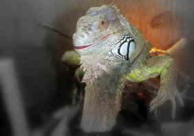 Мой сбежал, 5 дней вылавливал. Через 3 дома на яблоне обнаружили, теперь из террариума и на шаг.