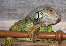 А где его держать?  Нам его отдали потому что выкидывали. Сбежал он на даче, а дома ведёт себя прилично, карнизы любит. А без террариума, извините - никак, ему и погреться надо и свою дозу ультрафиолета получить - сам залазит. Это я квартиру свою террариумом зову, Потому как тут ещё и черепахи, и рыбы, и птицы и ещё звери - поссумы, шиншила, собаки.