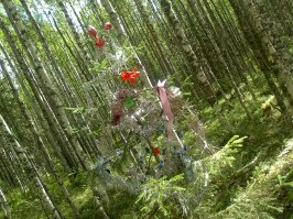 у нас тоже есть такое) в лес по грибы ходил наткнулся :)