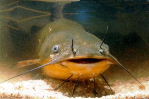 Трезвый знакомый рассказывал. Поехали они с корешами к другу на дачу - бухнуть, от жен отдохнуть, в бане попариться, ну и еще чё там по ходу дела. А у того - свой пруд, где он разводил Африканских сомов. Дело прибыльное, интересное, новое. Ну, то-сё, бухнули чутка, решили порыбачить, раз такая халява имеется.  Поймали штуки 3. Страшилища какие-то.  Усы во все стороны - аж ссыкотно.  Поддали еще по 50 грамм. Решили сварить уху - ибо в этом году еще уху не ели. Или <span style='color:gray'>[мат]</span>ли. ну не суть. Один костерок развел, а знакомый начал чистить их. А они склизкие, противные, усами шевелят, и чернотой своей страх внушают. Ну выпотрошил все-же с божьей помощью и 50 -граммами. Кинул сома (1,5 кг где-то весом) в тазик недалеко от себя. Выпили еще по 50. Тут начал второго потрошить - видит - глазам не верит.. Потрошенный сом выполз из тазика и загребая плавниками прямиком попи@дил по земле к водоему. Мужик в шоке..Позвал всех. Выпили еще по 50. Тут хозяин и говорит - не ссыте, друзья-товарищи.. Это не глюки. Это такие живучие сомы специальные, у которых сердце в башке, и они могут прожить на суше до 48 часов. Выхожу, говорит, иногда к берегу - вижу - ползают мои сомики, жратву ищут иль просто гуляют. Ну он их пинками - обратно в воду, чтобы к соседям не ушли. Ибо те помрут со страха, увидев  ползущую рыбу. А вообще - если в пруду не будет жратвы, они будут кушать друг друга. Вот такие африканские сомы бывают... Выпили еще по 50..