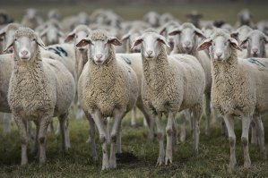 Завал на трассе под Питером