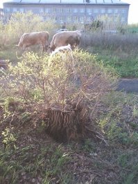 деревня. закат .коровы  не спеша бредут домой. поэтично.. хруст травы. взмахи хвостов. запах шерсти и парного молока. горожанам не понять.