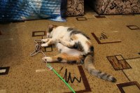 Интересные факты о котах и кошках